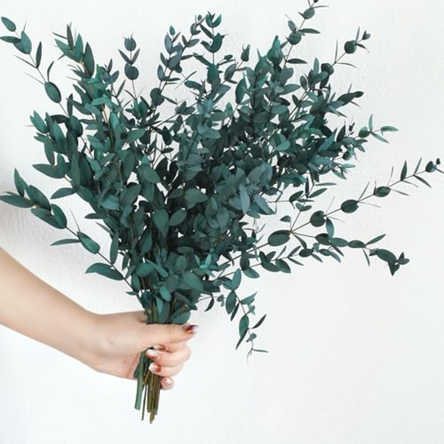 Eucalyptus Preserved - Dried Eucalyptus Leaves Preserved Greenery Stems,