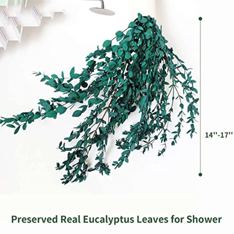 Dried Eucalyptus Leaves Preser - огляд і ціна Eucalyptus Preserved